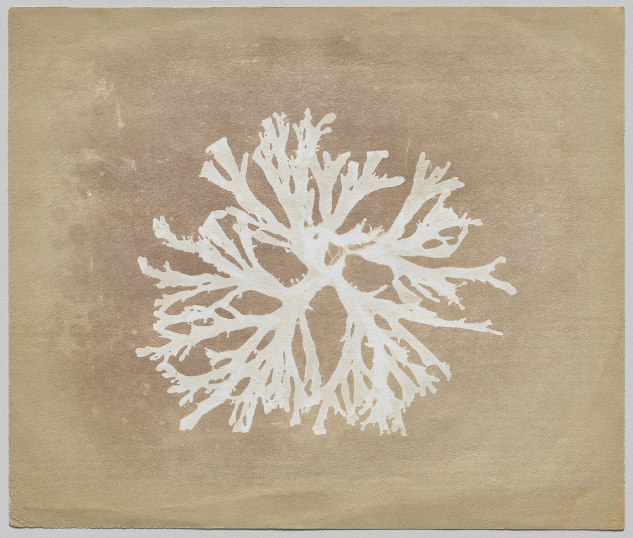 Algen von circle of William Henry Fox Talbot