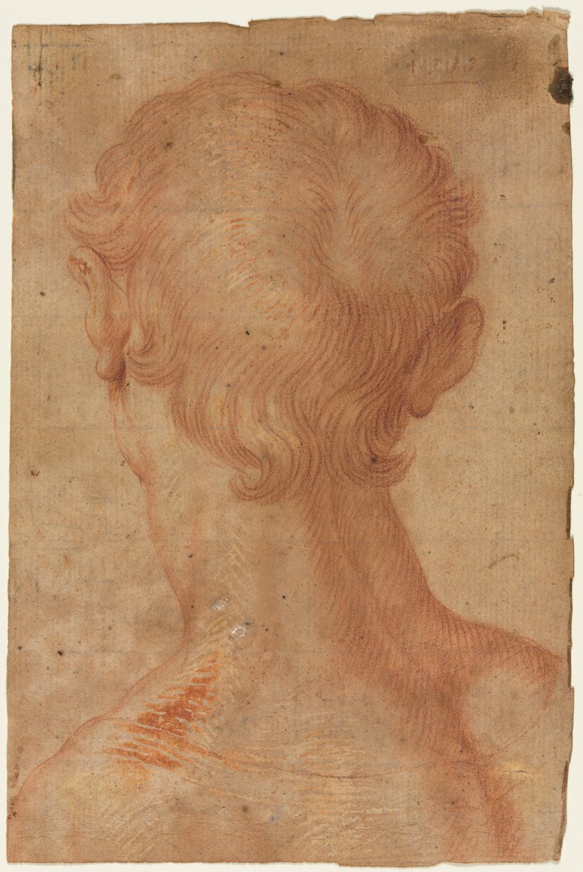 Männerkopf von hinten von copy after Agnolo Bronzino