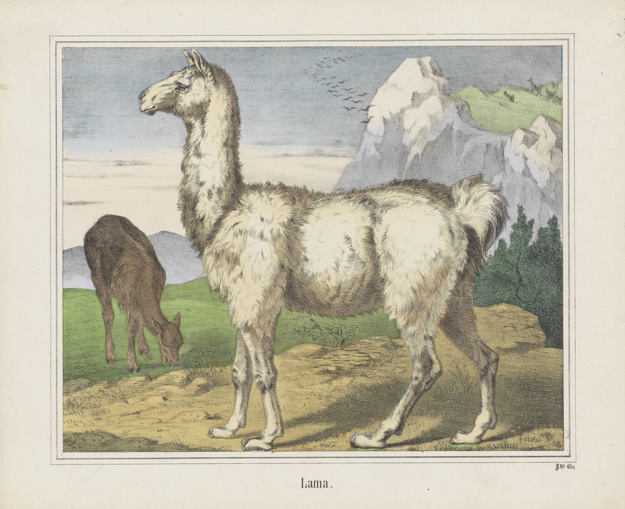 Lama von firma Joseph Scholz