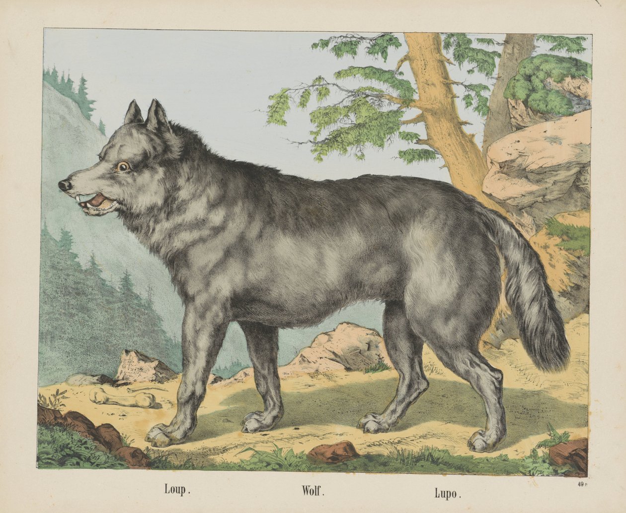 Wolf von firma Joseph Scholz