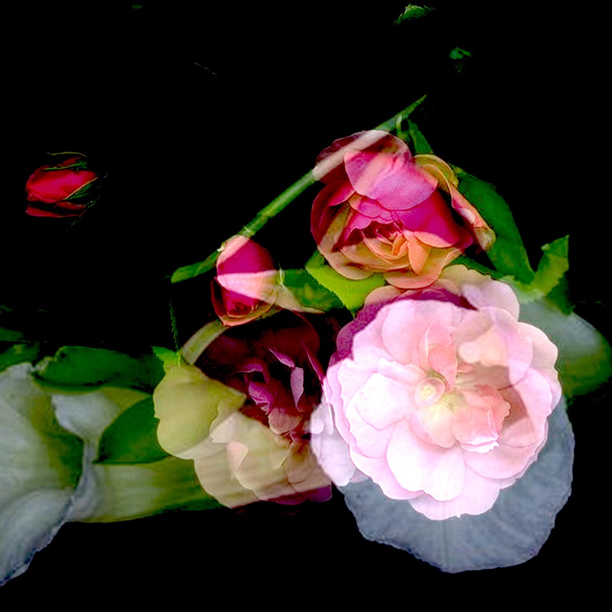 Die Blume meiner Mutter von linda arthurs