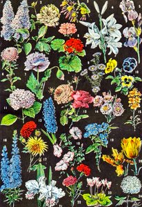 Illustration von Gartenblumen, ca. 1923
