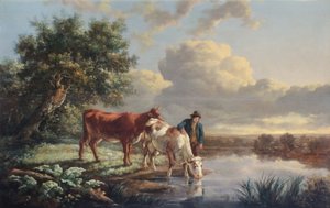 Rinder trinken am Flussufer