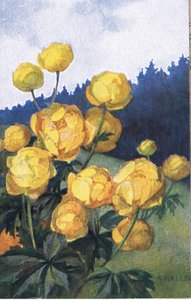 Gelbe Blume, Postkarte, 1940er Jahre