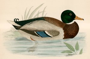 Stockente