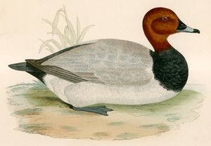 Tafelente