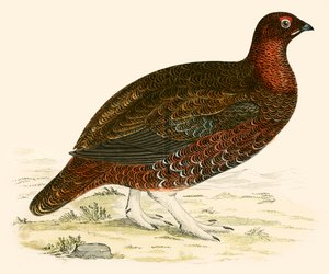 Moorschneehuhn