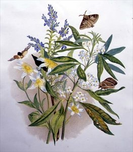 Tasmanischer Blauer Ehrenpreis und Zwerg-Waldrebe
