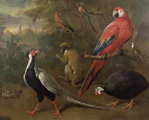 Fasan, Ara, Affe, Papageien und Schildkröte