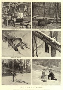 Szenen aus dem Leben in der Wildnis