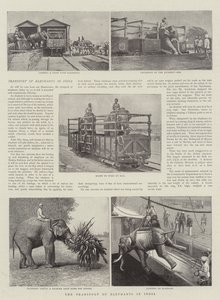 Der Transport von Elefanten in Indien