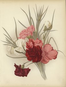 Eine Gruppe von Nelken