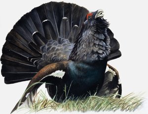 Vogel