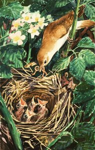 Vogel füttert Küken im Nest