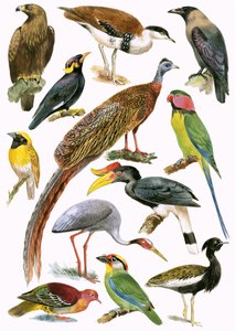 Vögel