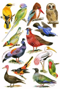 Vögel