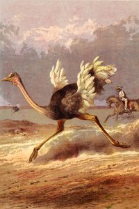 Die Jagd auf den Strauß