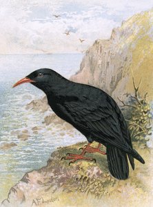 Alpendohle
