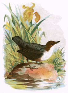 Wasseramsel