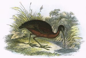 Glanzibis
