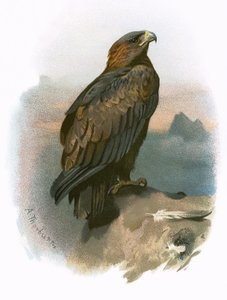 Steinadler