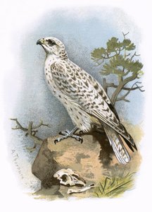 Gerfalke