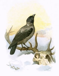 Nebelkrähe