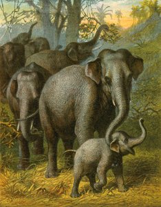 Indische Elefanten