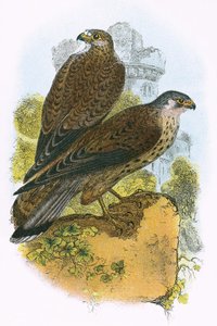 Turmfalke