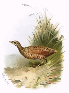 Wachtelkönig