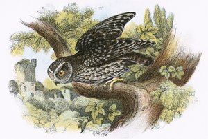 Kleine Eule