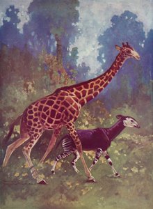 Okapi und Giraffe