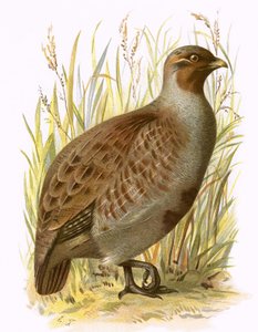 Rebhuhn