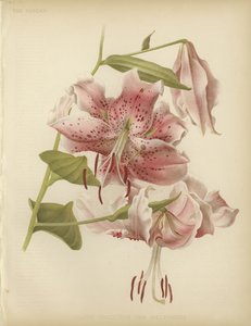 Rosa Lilie