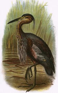 Purpurreiher