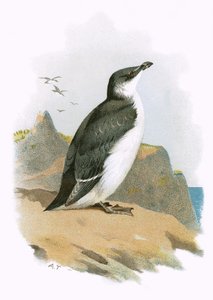 Tordalk
