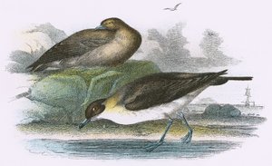 Richardsons Raubmöwe