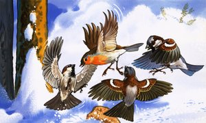 Rotkehlchen wehrt andere Vögel ab