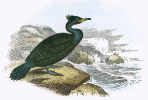 Krähenscharbe
