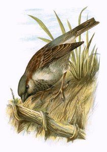 Spatz