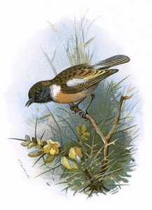 Schwarzkehlchen