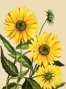 Sonnenblume