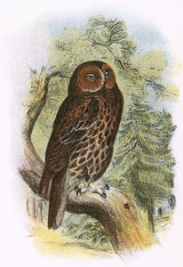 Waldkauz