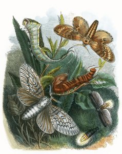 Das Schmetterlingsvivarium
