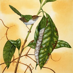 Unidentifizierter Vogel