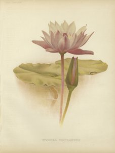 Seerose