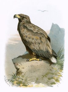 Seeadler