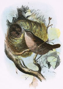 Zaunkönig