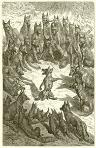 Der Fuchs ohne Schwanz