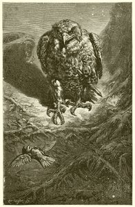 Der Falke und die Nachtigall
